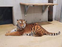 Pierwszy tygrys już w opolskim zoo