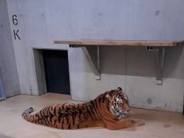 Pierwszy tygrys już w opolskim zoo