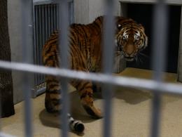 Pierwszy tygrys już w opolskim zoo