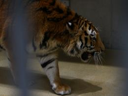 Pierwszy tygrys już w opolskim zoo