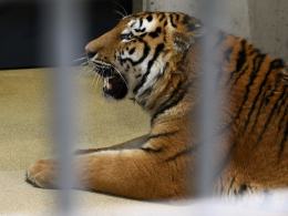Pierwszy tygrys już w opolskim zoo