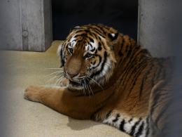 Pierwszy tygrys już w opolskim zoo