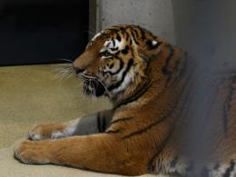 Pierwszy tygrys już w opolskim zoo