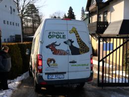 Pierwszy tygrys już w opolskim zoo