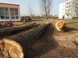 Wycinka drzew przy Liceum nr 1 w Opolu. Przeszkadzały w budowie boiska