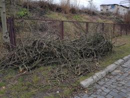 Wycinka drzew na Pasiece. Mieszkańcy liczą na wyciągnięcie konsekwencji wobec PKP PLK