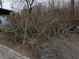 Wycinka drzew na Pasiece. Mieszkańcy liczą na wyciągnięcie konsekwencji wobec PKP PLK