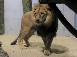 Opolskie zoo ponownie ma króla zwierząt. Dwa lwy są już w ogrodzie