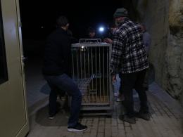 Opolskie zoo ponownie ma króla zwierząt. Dwa lwy są już w ogrodzie