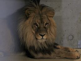 Opolskie zoo ponownie ma króla zwierząt. Dwa lwy są już w ogrodzie