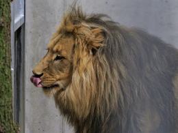 Opolskie zoo ponownie ma króla zwierząt. Dwa lwy są już w ogrodzie