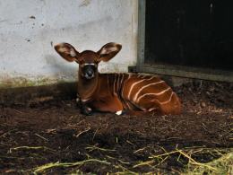 Kolejna antylopa bongo urodzona w Opolu! To ogromny sukces hodowlany zoo