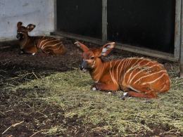 Kolejna antylopa bongo urodzona w Opolu! To ogromny sukces hodowlany zoo