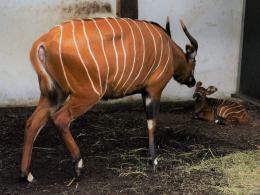 Kolejna antylopa bongo urodzona w Opolu! To ogromny sukces hodowlany zoo