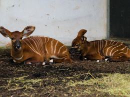 Kolejna antylopa bongo urodzona w Opolu! To ogromny sukces hodowlany zoo