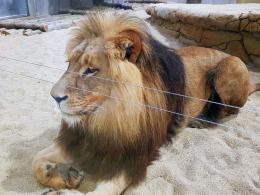 Uroczyście otwarto wybieg dla lwów i tygrysów w opolskim zoo!