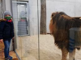 Uroczyście otwarto wybieg dla lwów i tygrysów w opolskim zoo!
