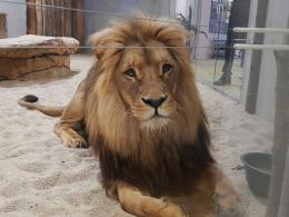 Uroczyście otwarto wybieg dla lwów i tygrysów w opolskim zoo!