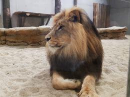 Uroczyście otwarto wybieg dla lwów i tygrysów w opolskim zoo!