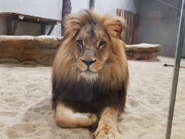 Uroczyście otwarto wybieg dla lwów i tygrysów w opolskim zoo!