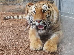 Uroczyście otwarto wybieg dla lwów i tygrysów w opolskim zoo!
