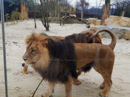 Uroczyście otwarto wybieg dla lwów i tygrysów w opolskim zoo!