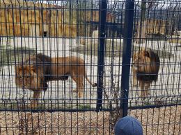 Uroczyście otwarto wybieg dla lwów i tygrysów w opolskim zoo!
