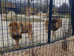 Uroczyście otwarto wybieg dla lwów i tygrysów w opolskim zoo!