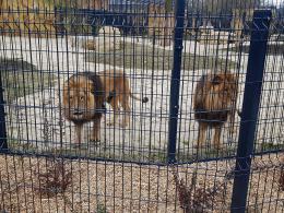 Uroczyście otwarto wybieg dla lwów i tygrysów w opolskim zoo!