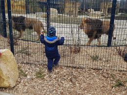 Uroczyście otwarto wybieg dla lwów i tygrysów w opolskim zoo!