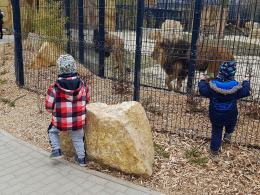 Uroczyście otwarto wybieg dla lwów i tygrysów w opolskim zoo!
