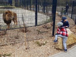 Uroczyście otwarto wybieg dla lwów i tygrysów w opolskim zoo!