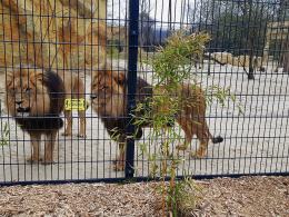 Uroczyście otwarto wybieg dla lwów i tygrysów w opolskim zoo!