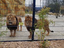 Uroczyście otwarto wybieg dla lwów i tygrysów w opolskim zoo!