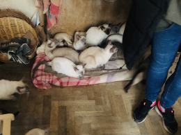 Gospodarz miał w pokoju około 50 kotów, większość potrzebowała pomocy. Interwencja TOZ