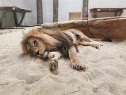 Ogród zoologiczny zaczął już oficjalnie sezon letni. Zmiana godzin otwarcia