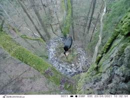 Opolscy leśnicy podglądają niezwykle rzadkie czarne bociany. Złożyły już jaja