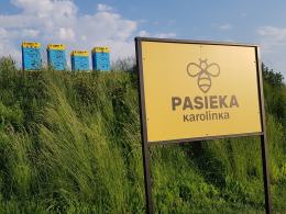 Blisko 200 tys. pszczół-robotnic zamieszkało na terenie galerii handlowej w Opolu