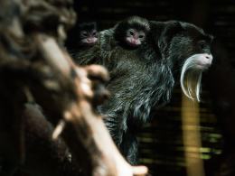 Kolejne narodziny w opolskim zoo! Na świat przyszły bliźnięta tamaryny cesarskiej