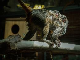 Kolejne narodziny w opolskim zoo! Na świat przyszły bliźnięta tamaryny cesarskiej