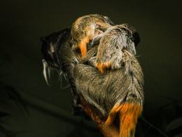 Kolejne narodziny w opolskim zoo! Na świat przyszły bliźnięta tamaryny cesarskiej