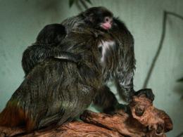 Kolejne narodziny w opolskim zoo! Na świat przyszły bliźnięta tamaryny cesarskiej