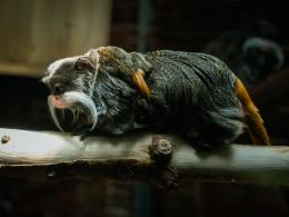 Kolejne narodziny w opolskim zoo! Na świat przyszły bliźnięta tamaryny cesarskiej
