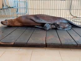 W opolskim zoo urodziły się kolejne uchatki kalifornijskie!