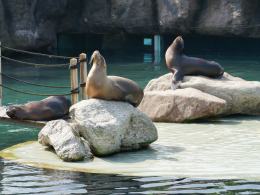 W opolskim zoo urodziły się kolejne uchatki kalifornijskie!