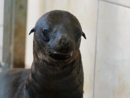 W opolskim zoo urodziły się kolejne uchatki kalifornijskie!