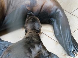 W opolskim zoo urodziły się kolejne uchatki kalifornijskie!