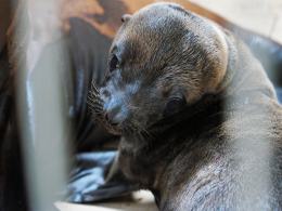 W opolskim zoo urodziły się kolejne uchatki kalifornijskie!