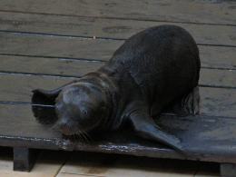 W opolskim zoo urodziły się kolejne uchatki kalifornijskie!
