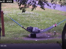Okradł kobietę, która zasnęła na hamaku. Złodzieja uchwycił miejski monitoring
